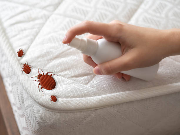 Best Best Pest Control Companies  in Brushy Creek, TX